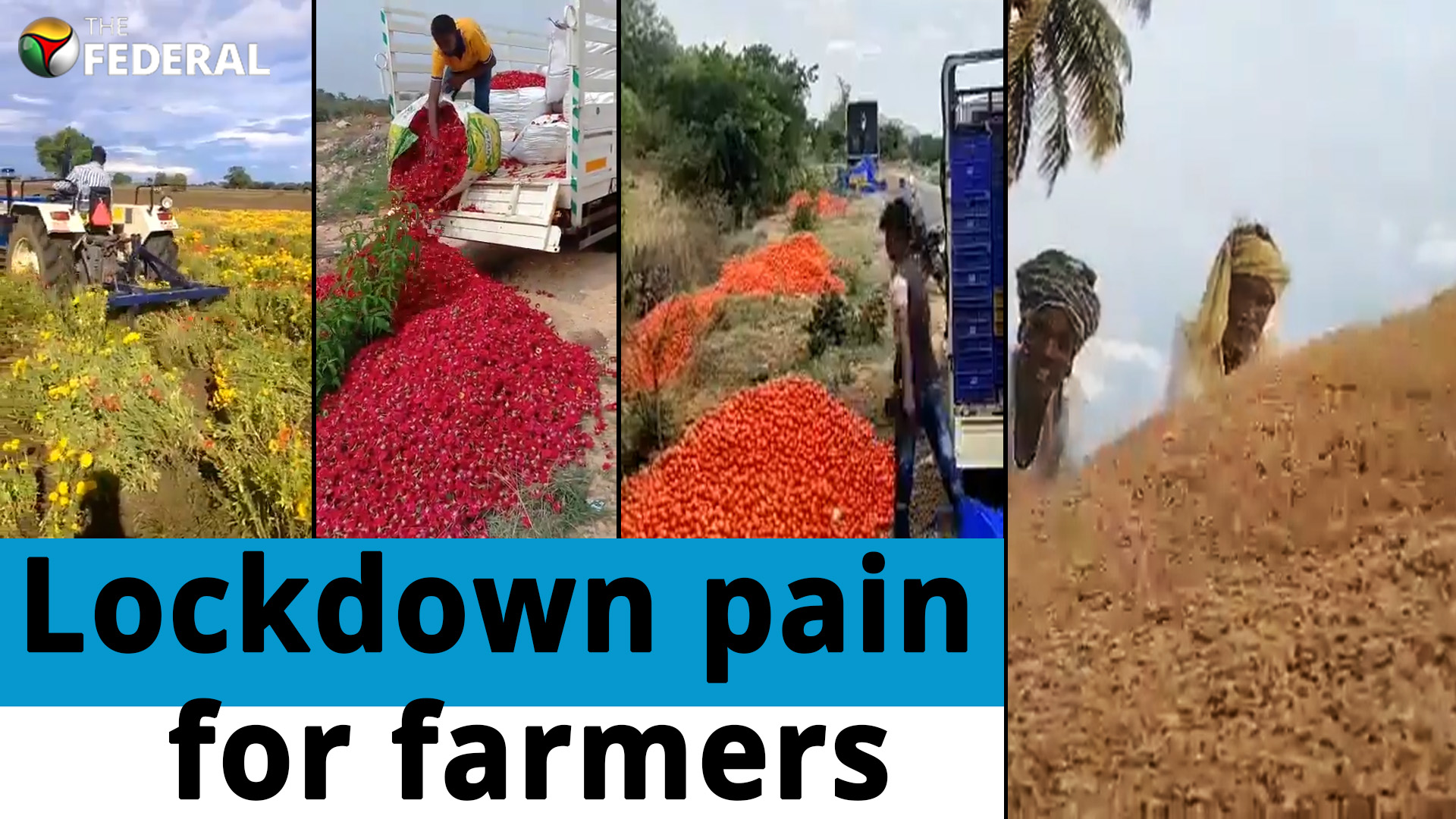 Lockdown hits farmers, distraught growers destroy produce