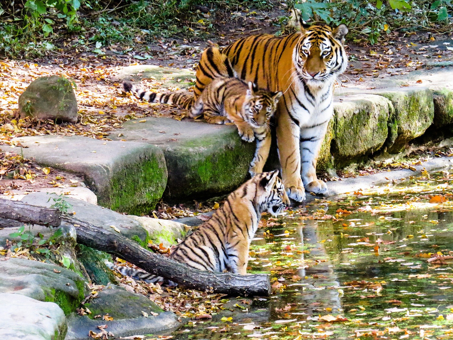 Tiger population rises to 135 at Dudhwa park
