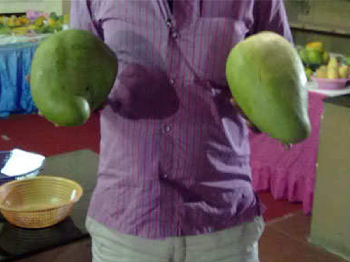 ‘Noorjahan’ mango, priced Rs 1,000 apiece, is the toast this season