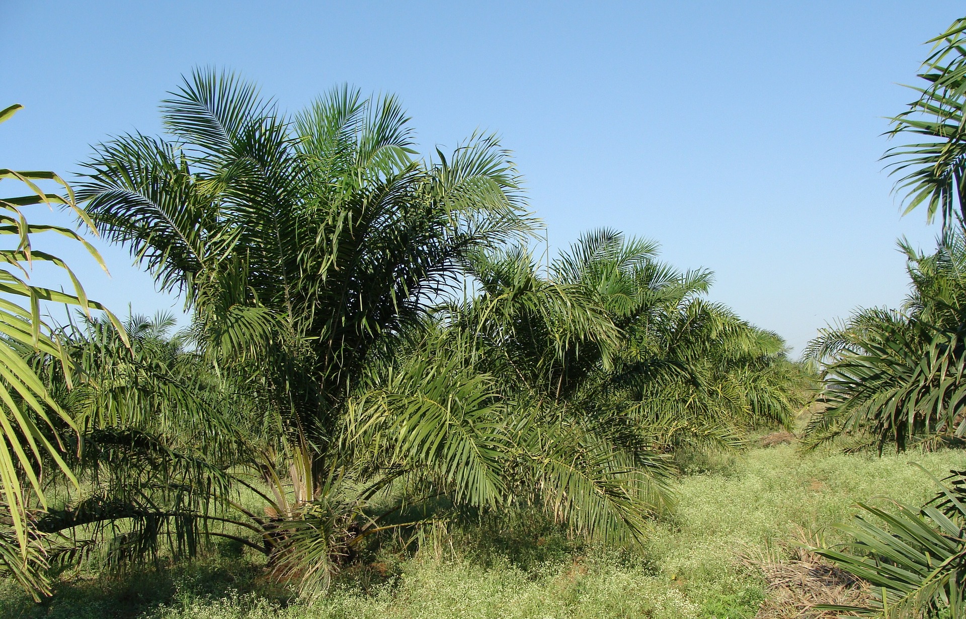 Expanding land under oil palm apt, but not at the cost of environment
