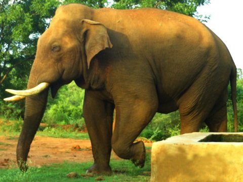 Bahubali & Rivaldo: TN jumbo tales are all about man-animal conflict