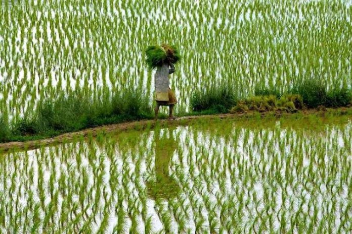 paddy fields Cauvery, farm committee, MSP, crop diversification, natural farming