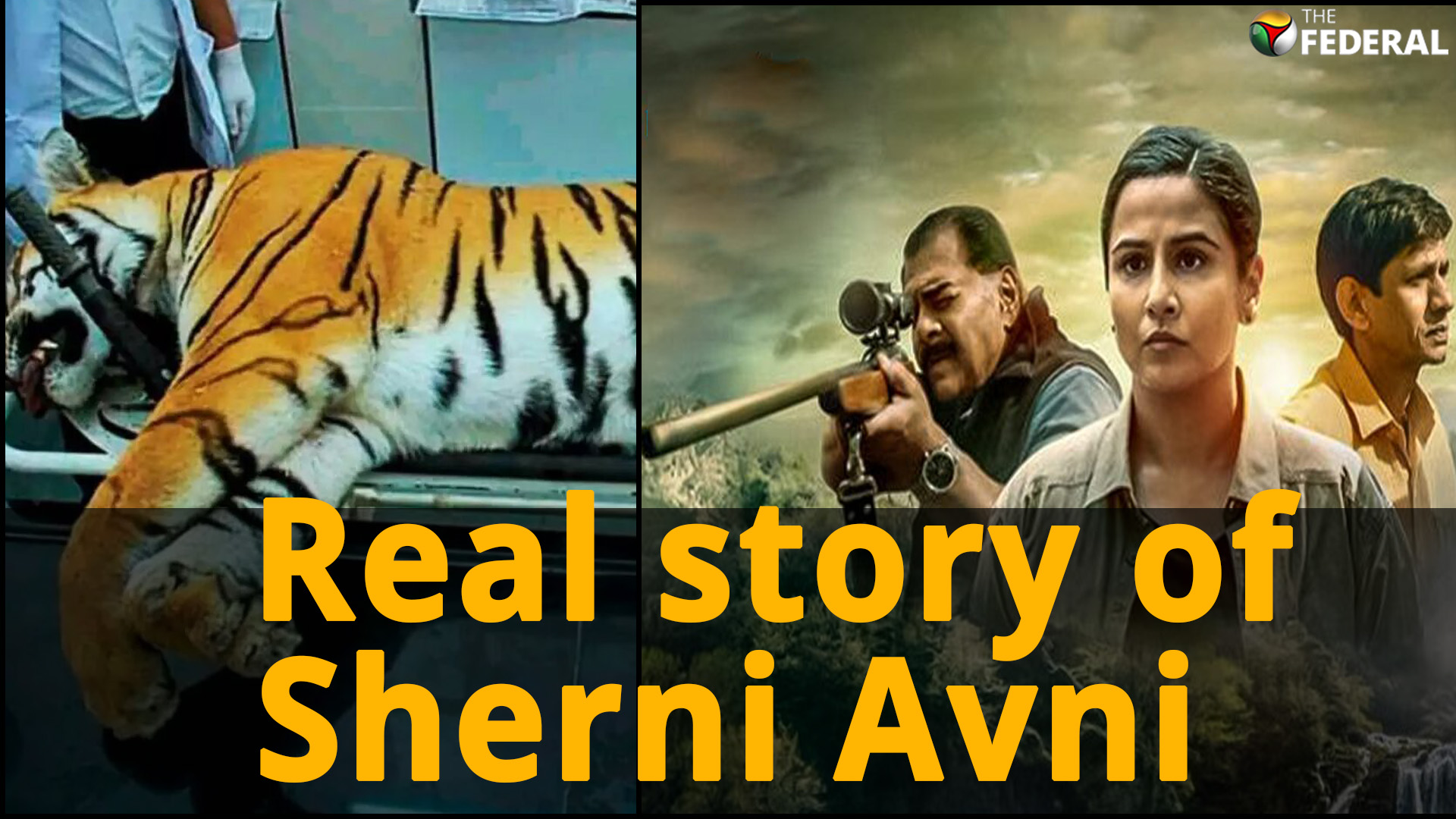 Sherni movie vs tigress Avni’s reality, hear from the eyewitness
