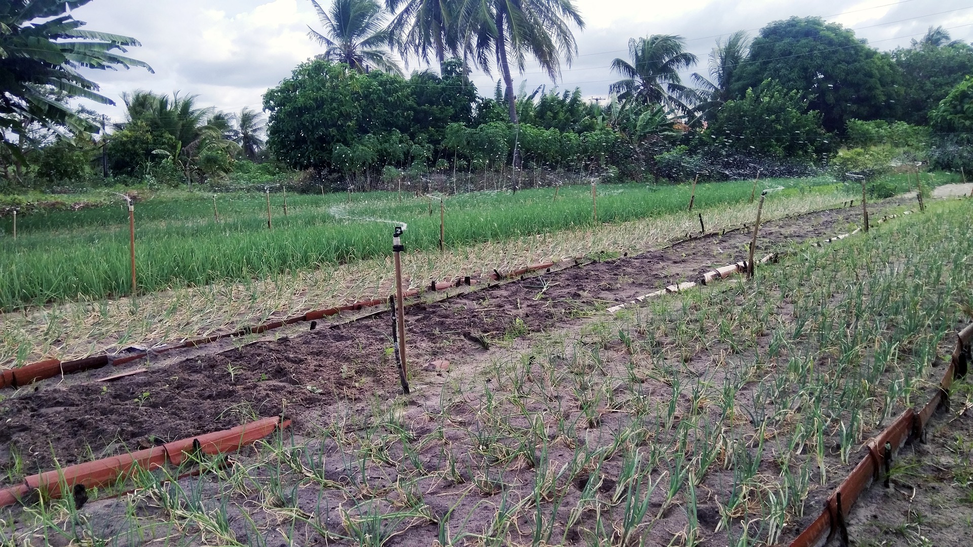 Promoting agroforestry the way forward in mitigating climate change