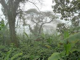 Forests are not just carbon sinks; they give more climate benefits