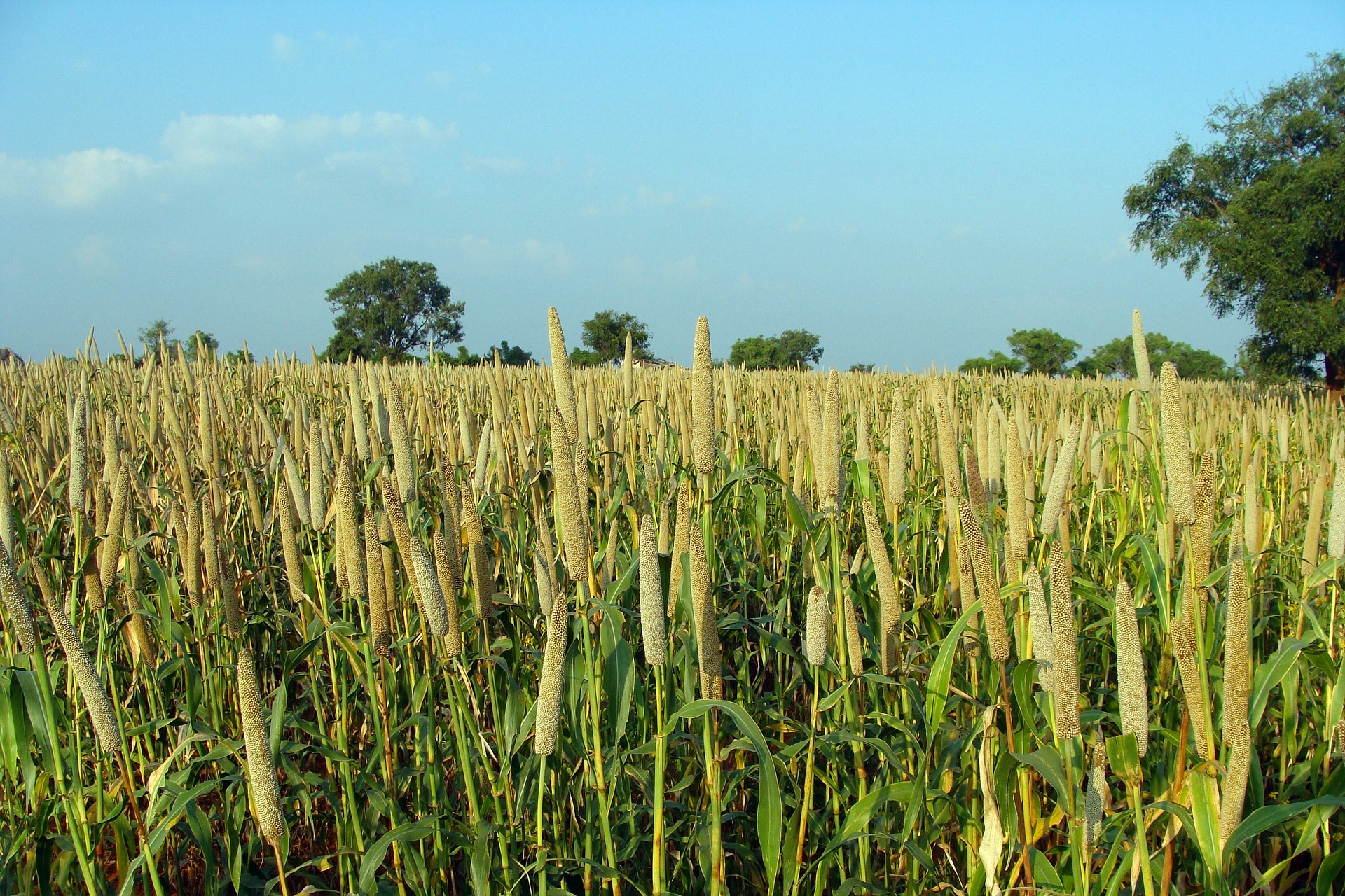 Millets in diet can lower risk of diabetes, says study