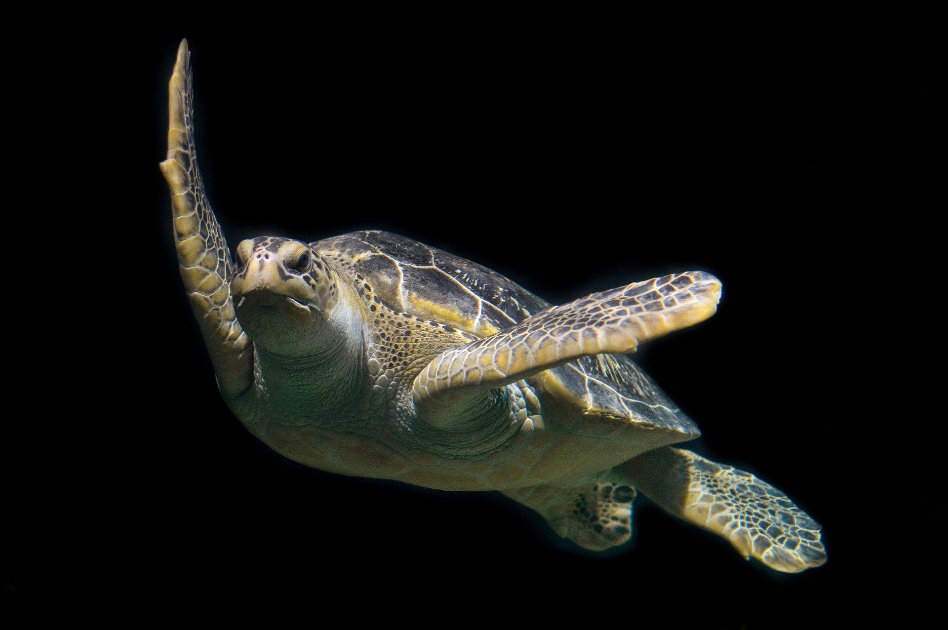 Endangered green sea turtles threaten fish population in Lakshadweep seas