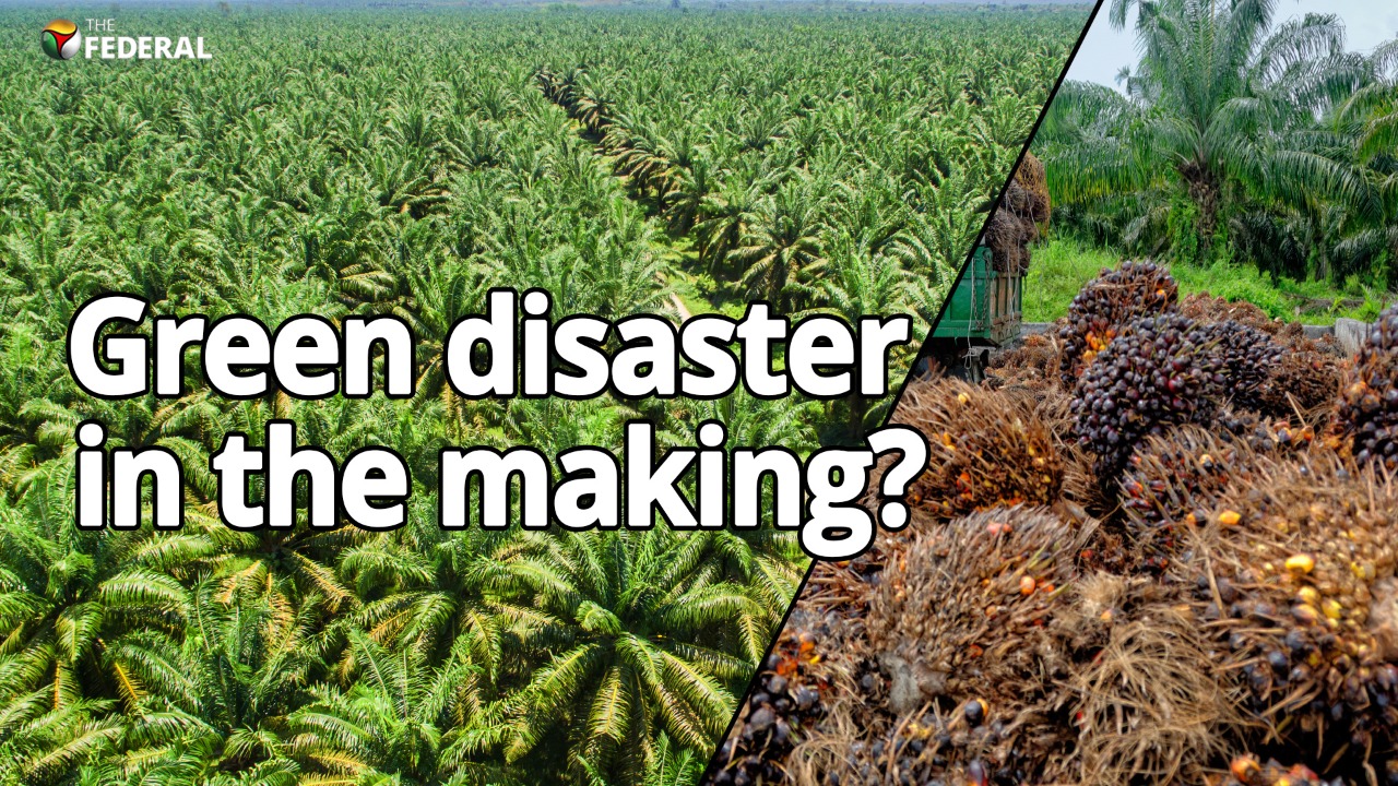 Modi’s palm oil push could destroy Indias pristine forests palm oil