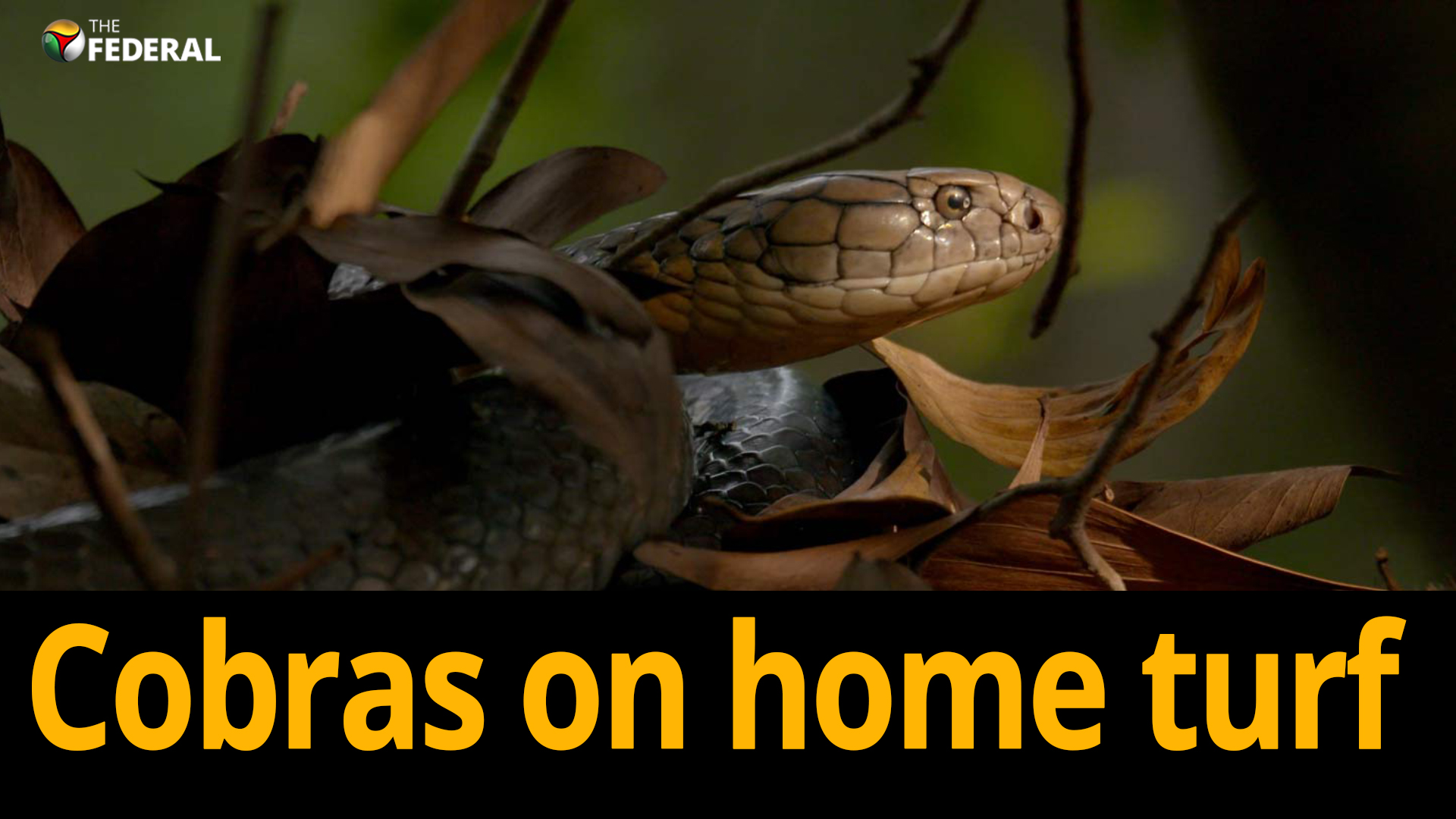 Hiss highnesses: 30 king cobra hatchlings released after incubation