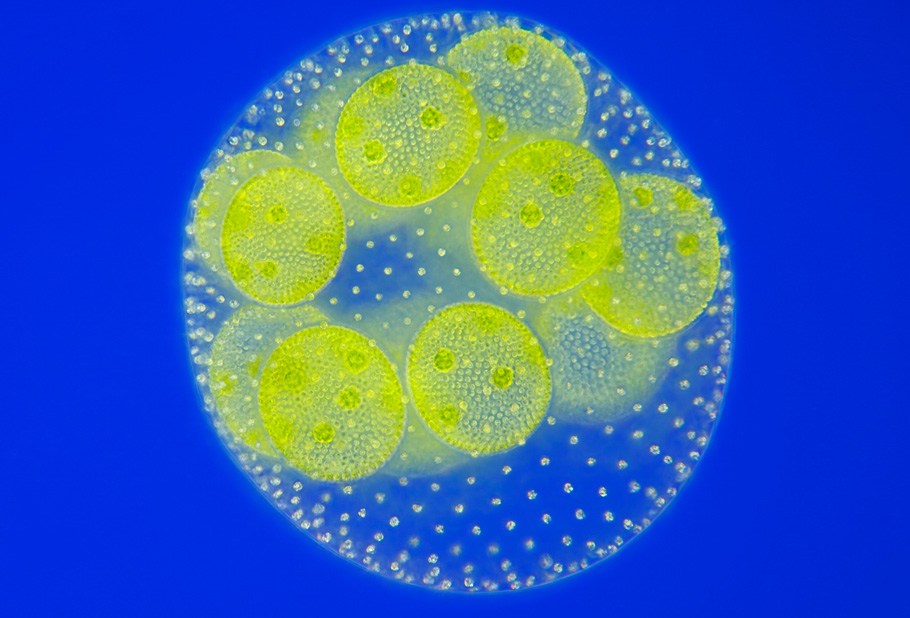 How single-celled creatures became multicellular