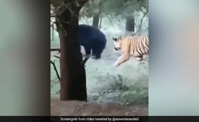 Watch: Tiger pounces on bear, only to run away for its own sake