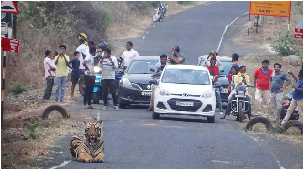 Plan to expand NH through Bandipur Tiger Reserve sparks row