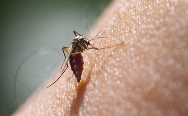Dengue cases on the rise in Kerala’s Ernakulam district