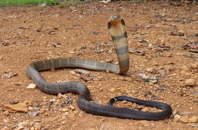 So You Thought King Cobra Is A Single Species Study Proves Otherwise The Federal