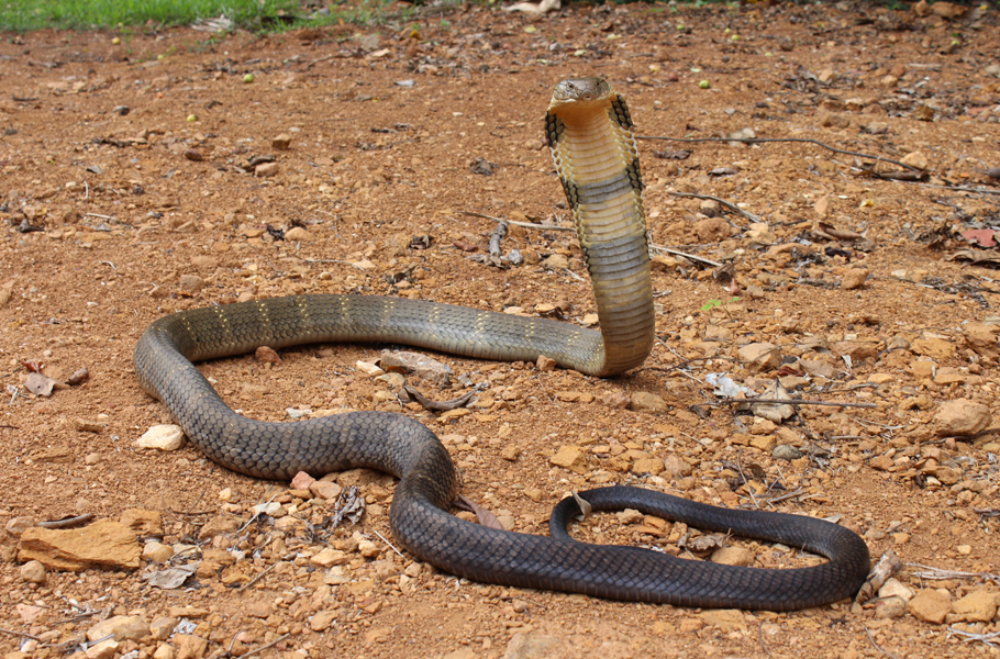 So you thought King Cobra is a single species? Study proves otherwise - The  Federal