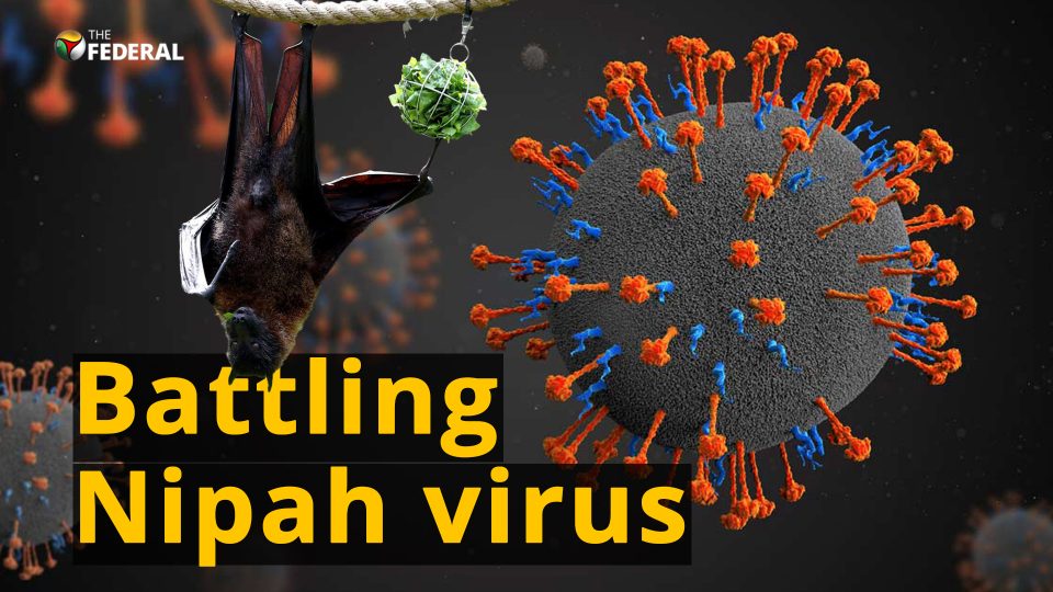 Explainer: Nipah back in Kerala. How does it spread?