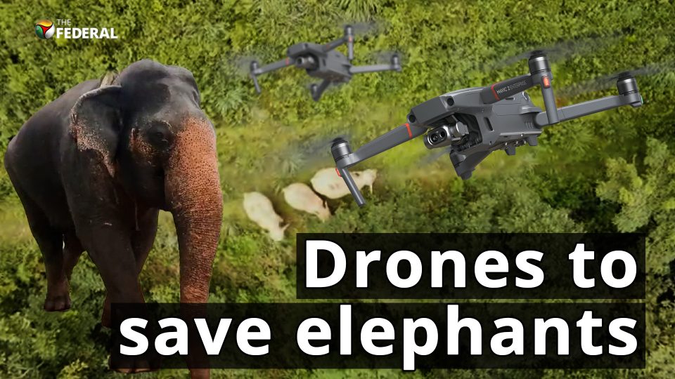 Tracking wild elephants from the sky