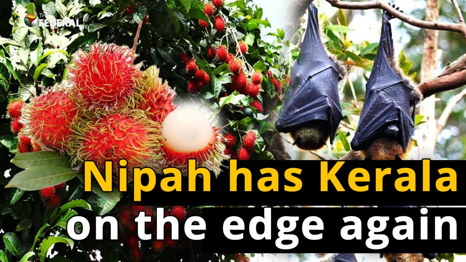 India yet to trace Nipah virus infection origin