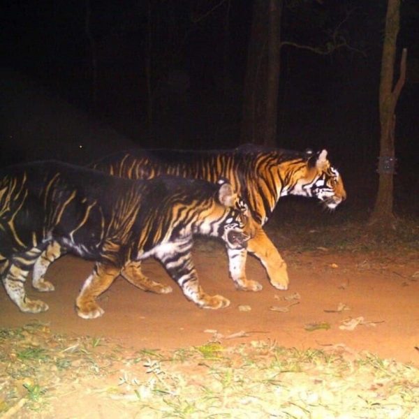 Scientists unravel mystery behind Odishas black tigers