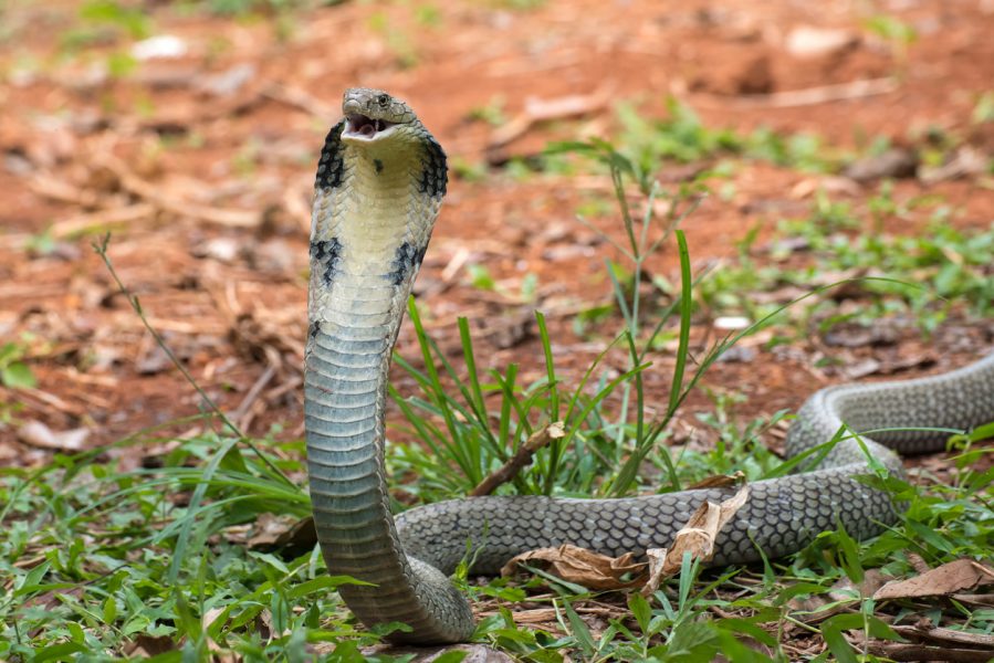 King cobra hitches ride in car for over 200 km in Arpookara in Kerala