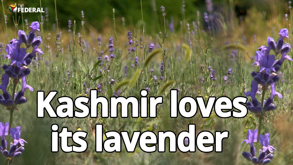 The many benefits of Kashmir’s lavender farms