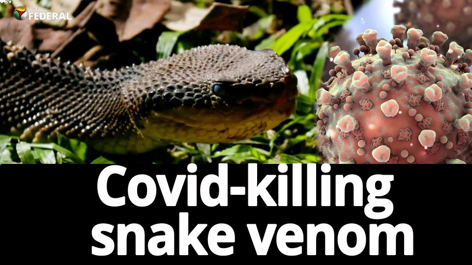 This snake venom molecules could possibly kill Covid!