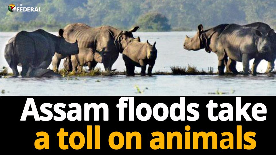 13 animals killed as floods ravage Assam’s Kaziranga National Park