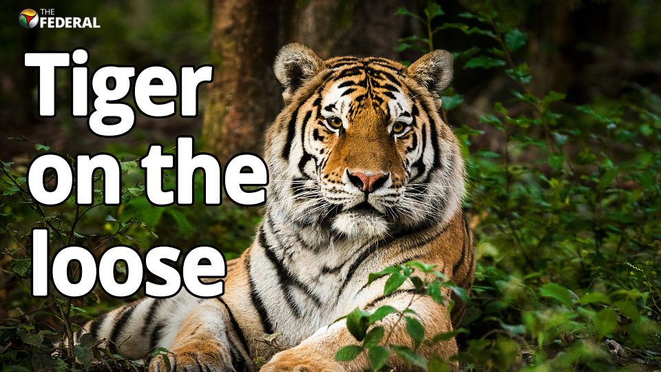 Elusive tiger in the Nilgiris. Will Kerala Forest officers do it one more time?