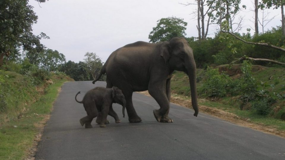Outpouring of love on Twitter for baby elephant in search of its mother