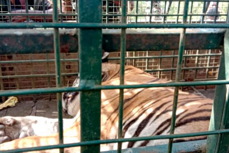 Tamil Nadu forest officials capture ‘man-eater’ tiger in Nigiris