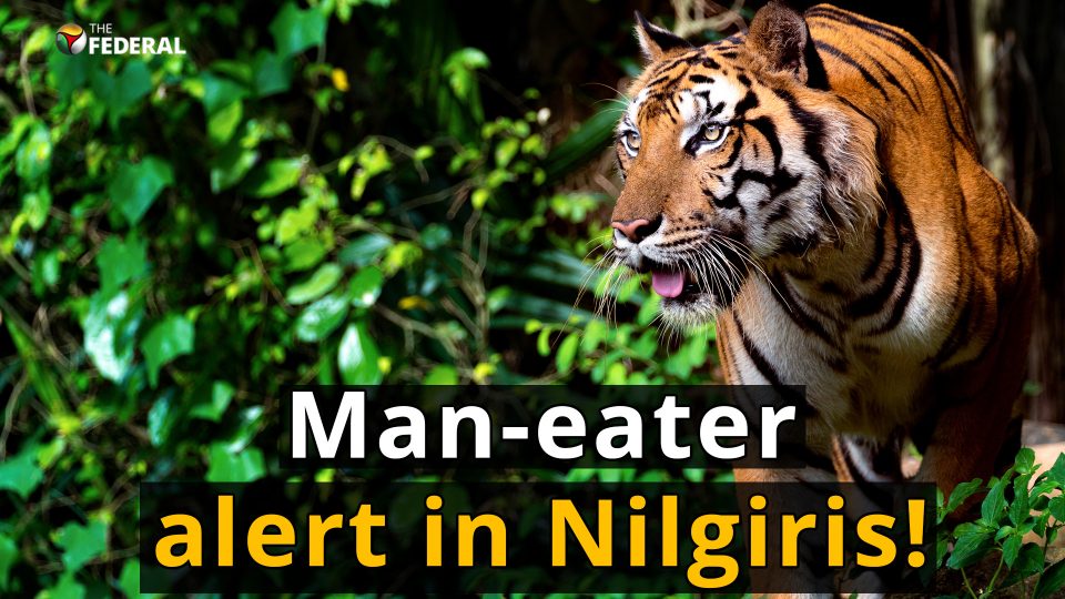 TN forest dept issues orders to hunt Nilgiris man-eater