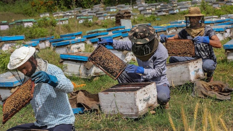 Come winter, Kashmir beekeepers, with all apiary, move to Rajasthan