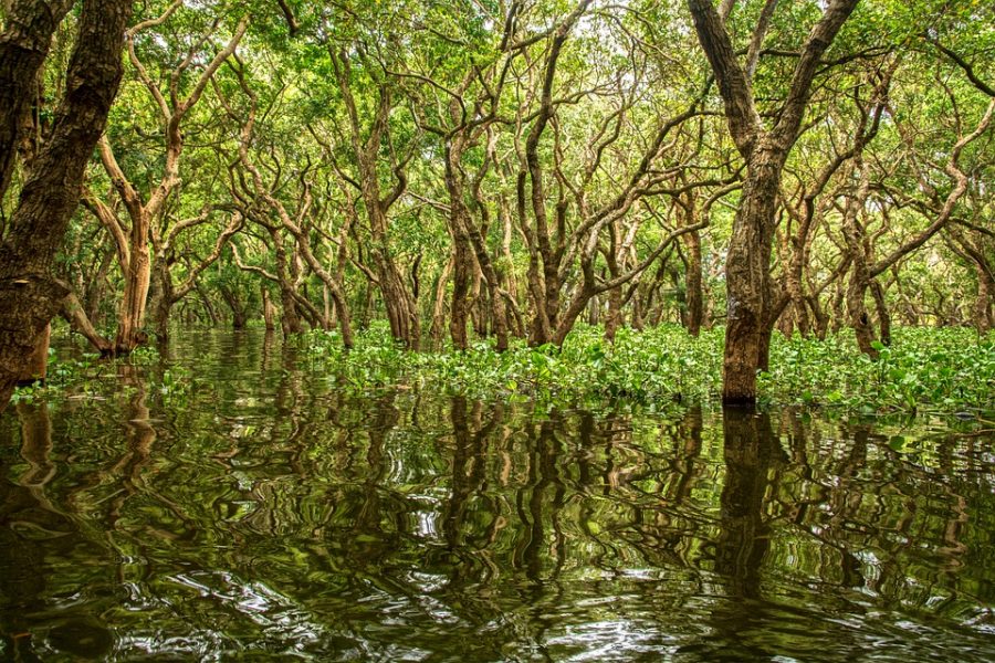 Apple announces partnership for mangrove conservation in Raigad