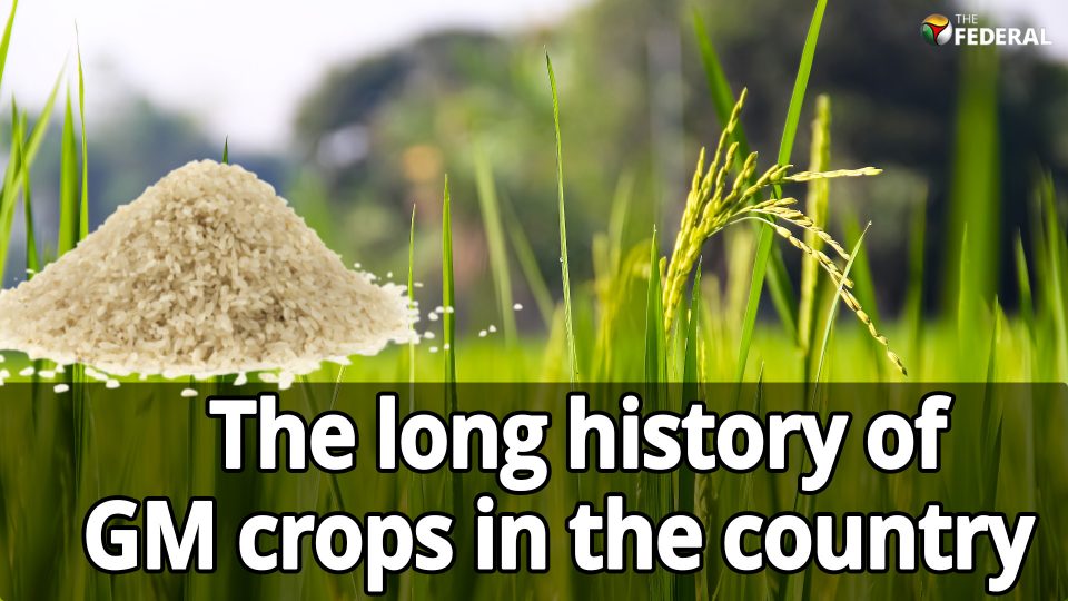 No GM rice is grown in India. Then how did export rice flour get GM contaminated?