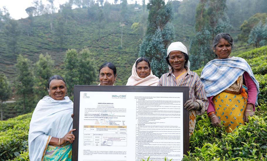 Nilgiris Tea