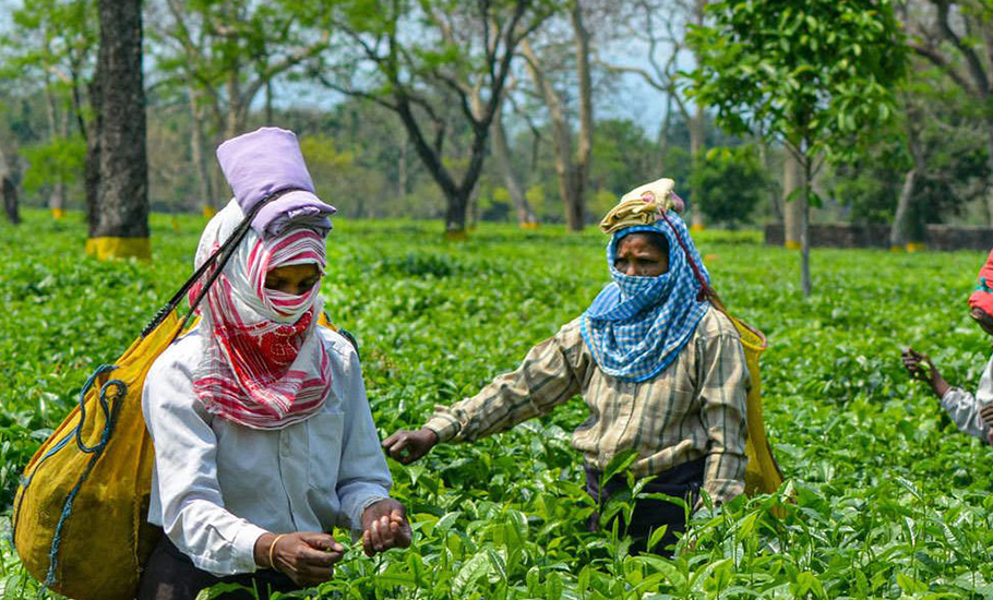 With worker trouble brewing over new law, Tea Boards export target brings no cheer