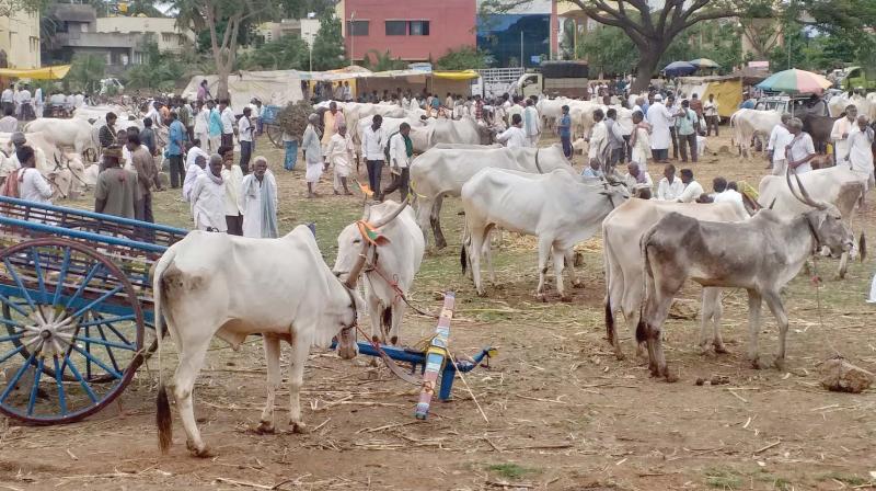 Cattle slaughter ban has brought entire trade to its knees: Report