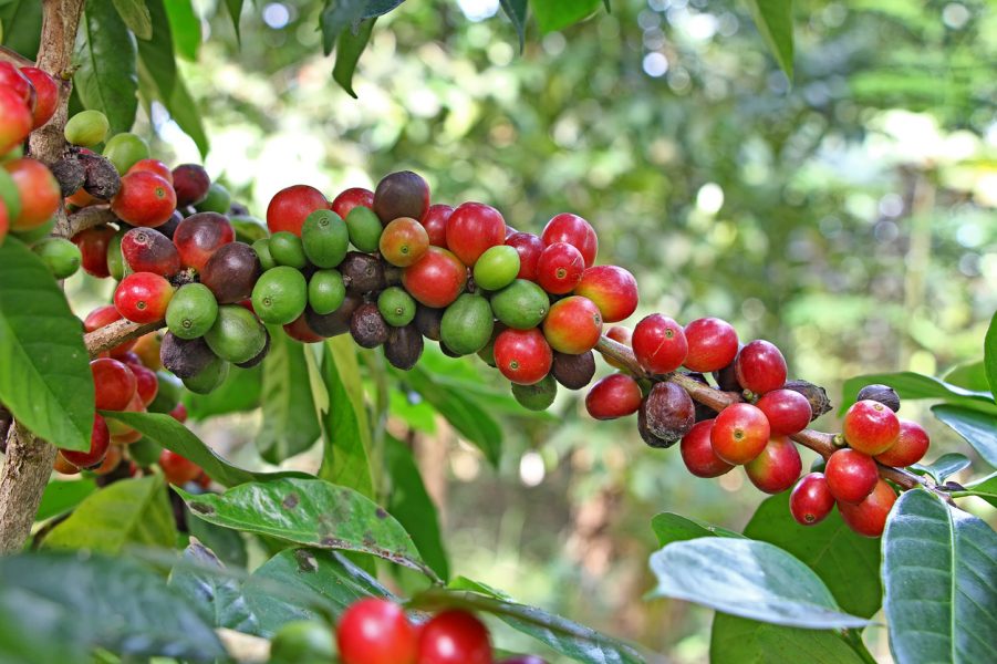 How prolonged rain in Karnataka is ruining your favourite brew