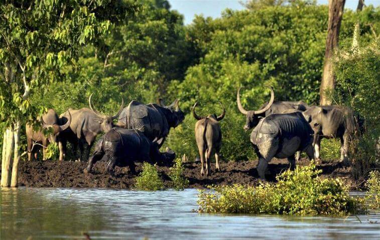 Assam’s man-made forest acts as natural hedge against floods