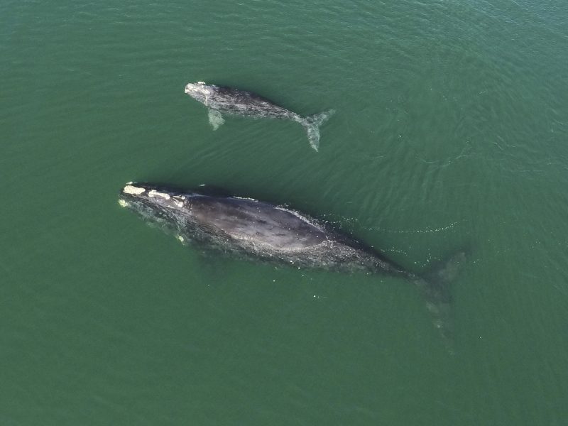 Sea of pathos: Endangered right whale gives birth entangled in fishing rope