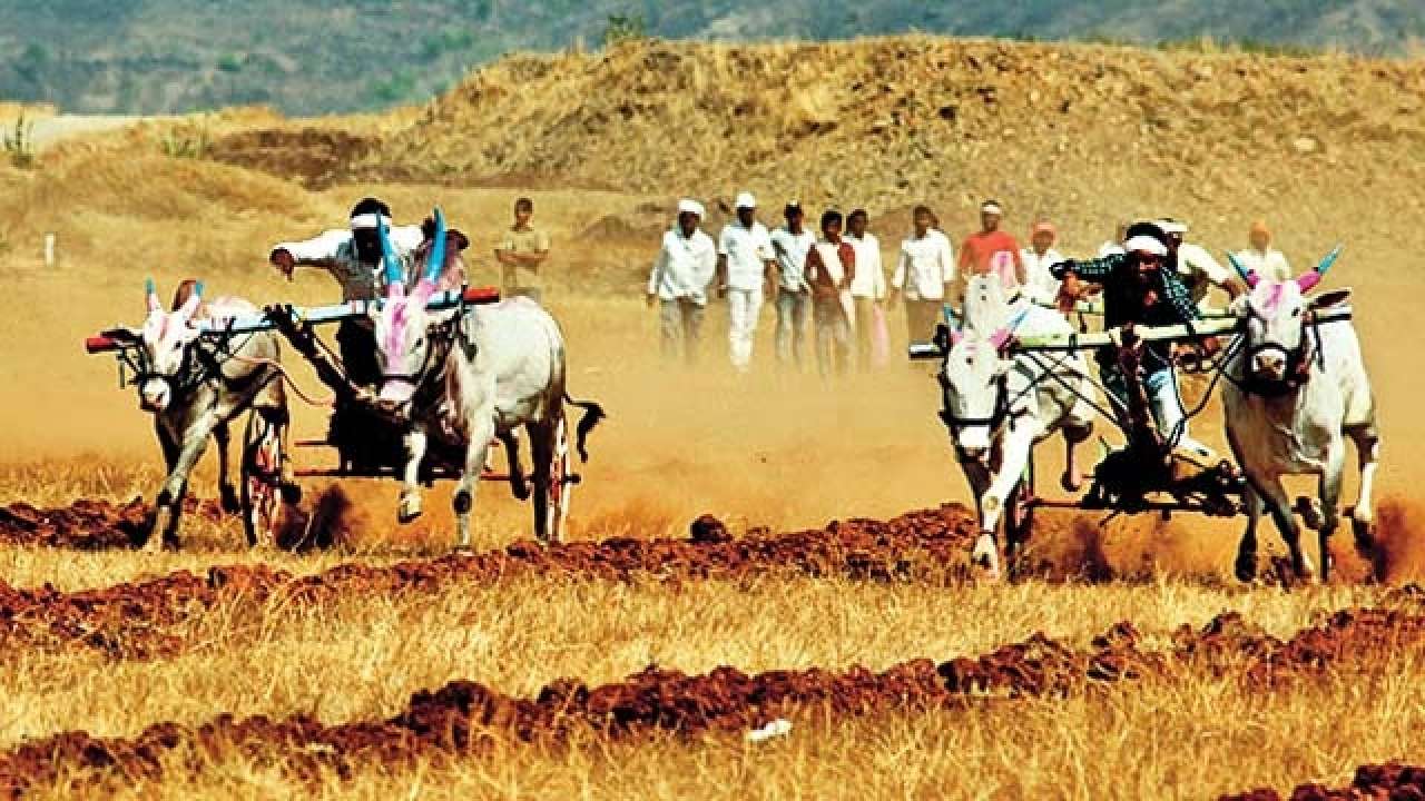 How Maharashtra got its ban on bull races lifted