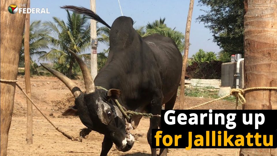 Jallikattu bulls gear up for Pongal in Tamil Nadu