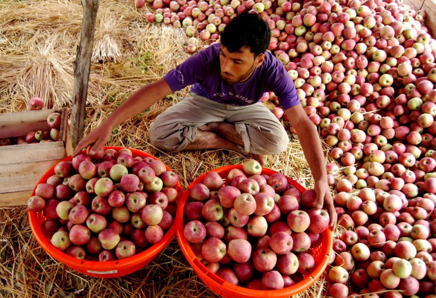 Why import of Iranian apples is worrying growers in Kashmir