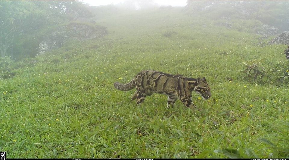 Clouded leopards found in Nagaland’s high-altitude areas for the first time