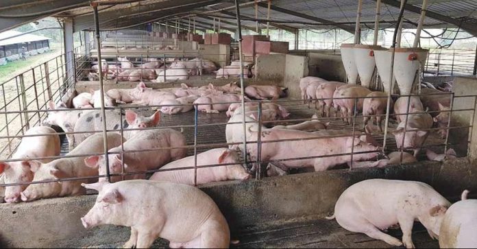 Importing US pork will kill sector in India, says ‘North-East’ India pig farmers’ body