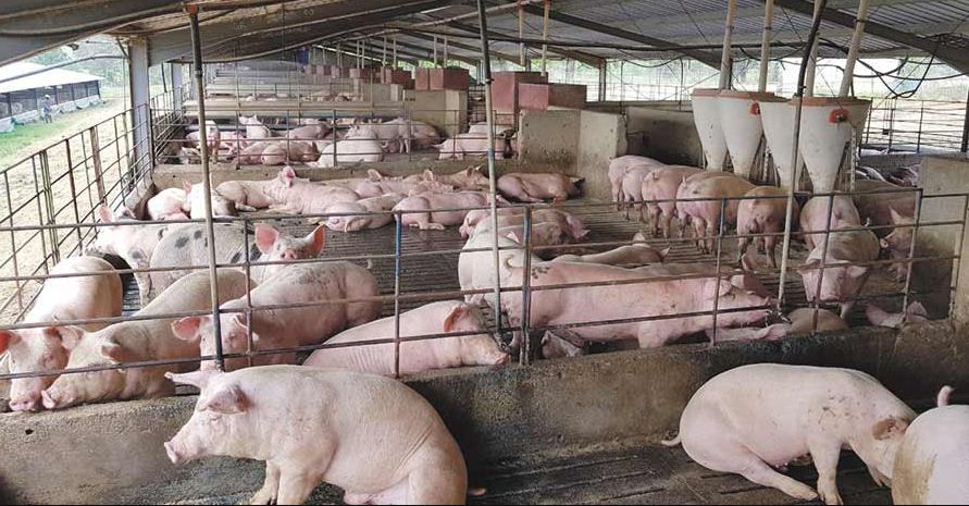 Importing US pork will kill sector in India, says NE pig farmers body