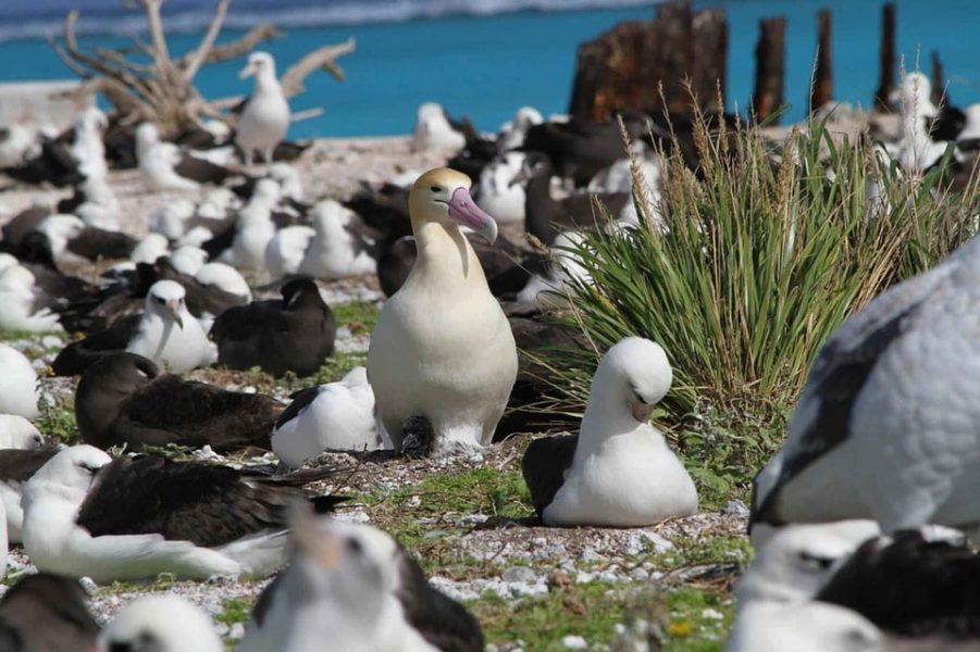 Climate change cause for more ‘divorces’ in sea birds - Study