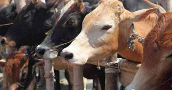 UP police cows