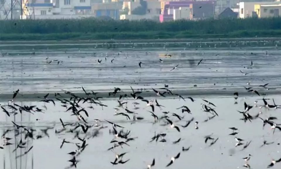 Pallikarnai lone wetland in Chennai to help prevent floods