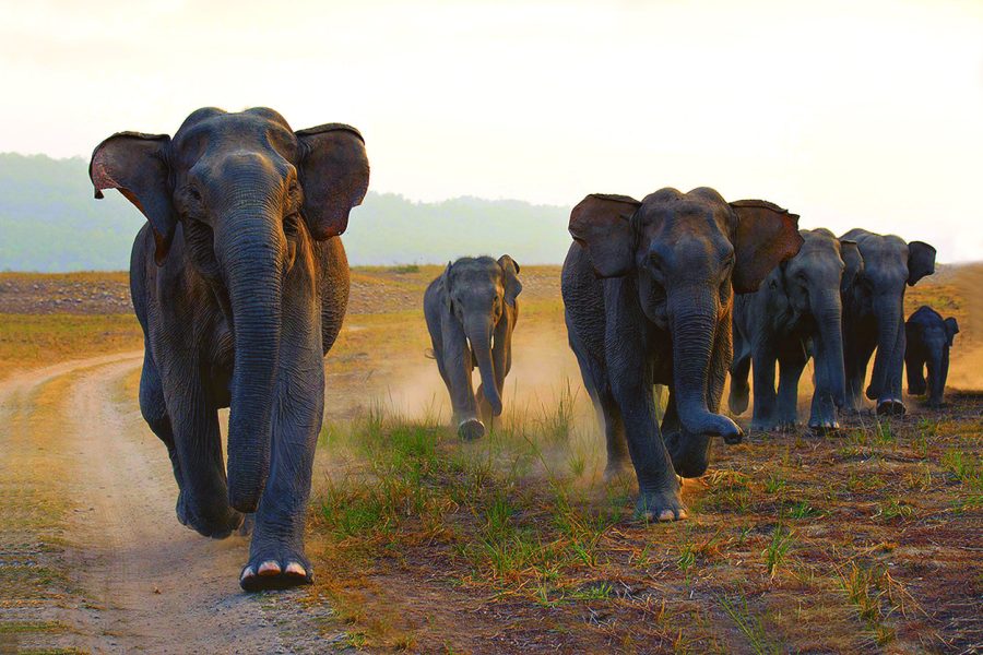 human-elephant conflict, Jharkhand, forest dept, PCCF